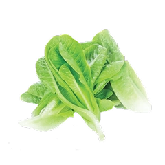 Cos Lettuce
